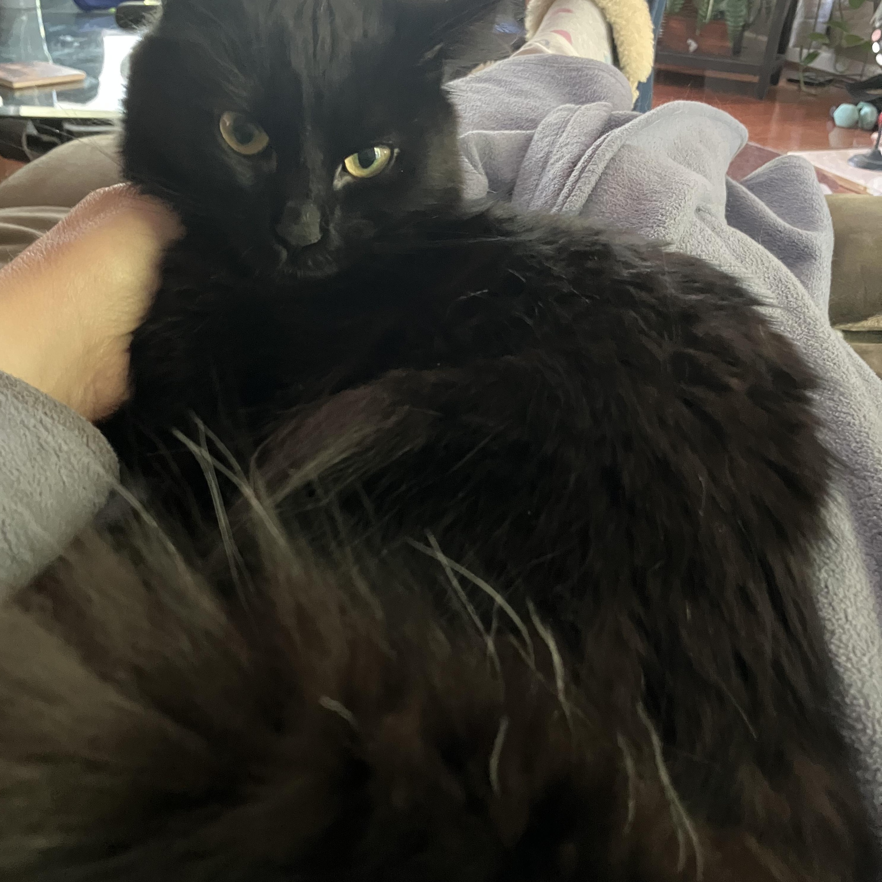 Enlarge Binx- Sweetie, a ADOPTABLE Domestic Medium Hair in Arlington, VA image 3/5