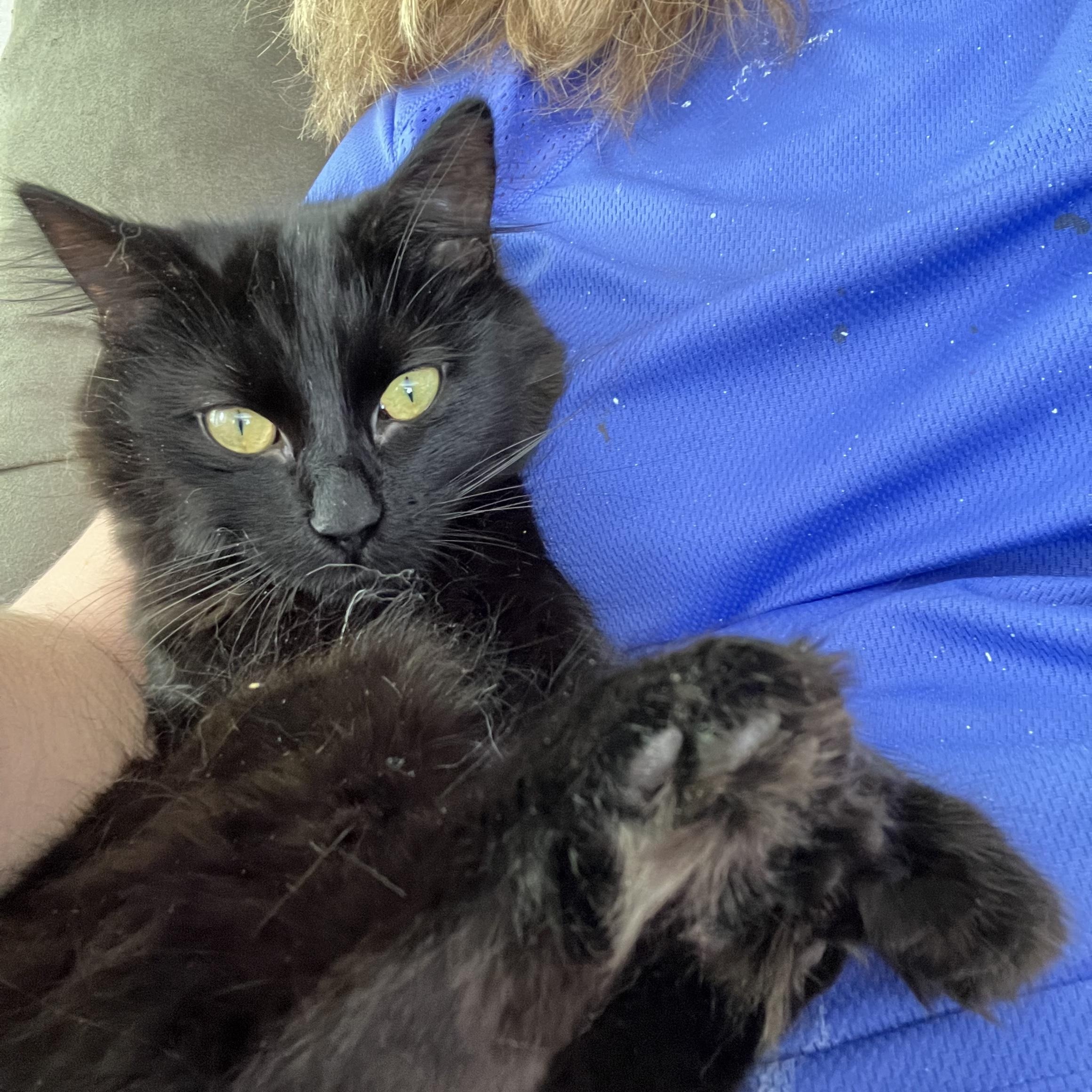 Enlarge Binx- Sweetie, a ADOPTABLE Domestic Medium Hair in Arlington, VA image 4/5