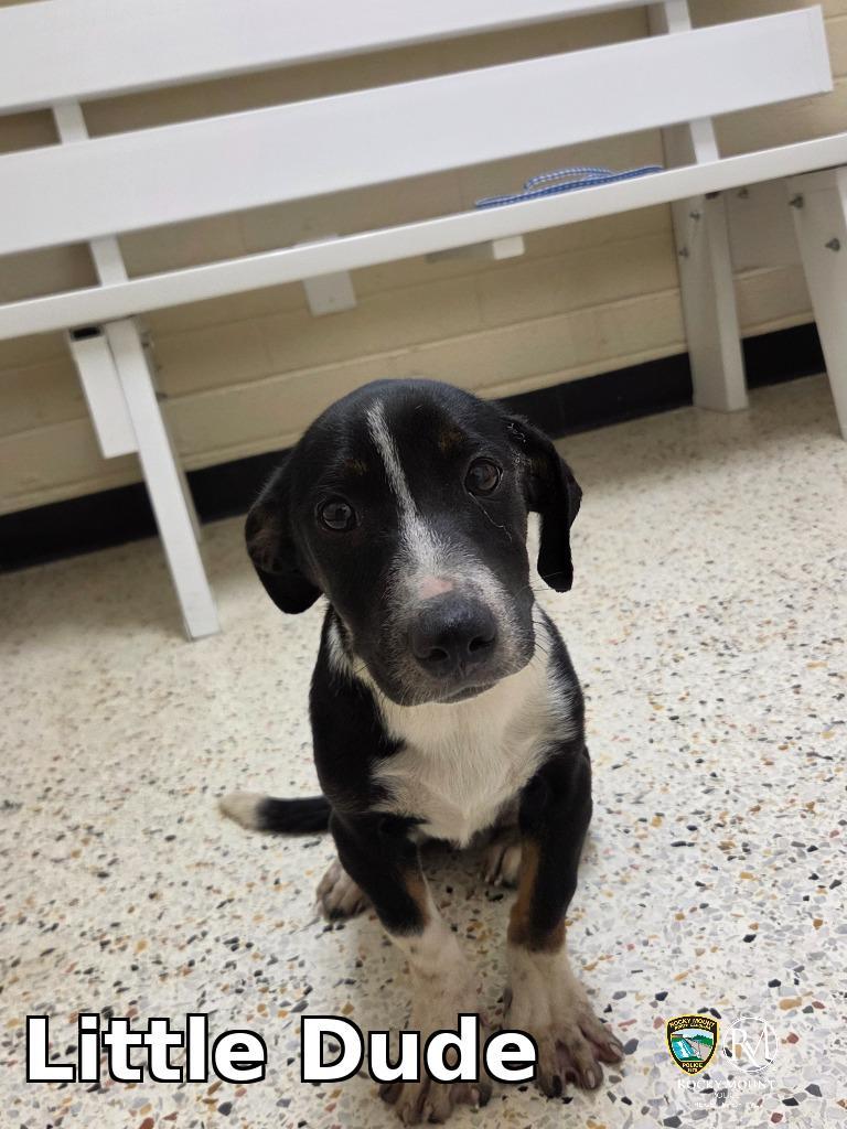 Enlarge Little Dude, a Adopted mixed breed in Rocky Mount, NC image 1/1