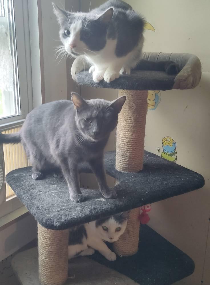 Enlarge Oak, a Adoptable Domestic Short Hair in Spencerville, ON image 4/4