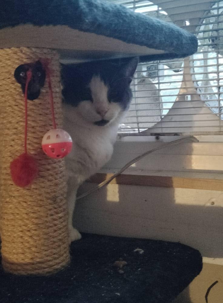 Enlarge Oak, a Adoptable Domestic Short Hair in Spencerville, ON image 2/4