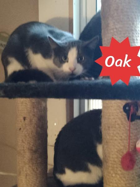 Enlarge Oak, a Adoptable Domestic Short Hair in Spencerville, ON image 3/4