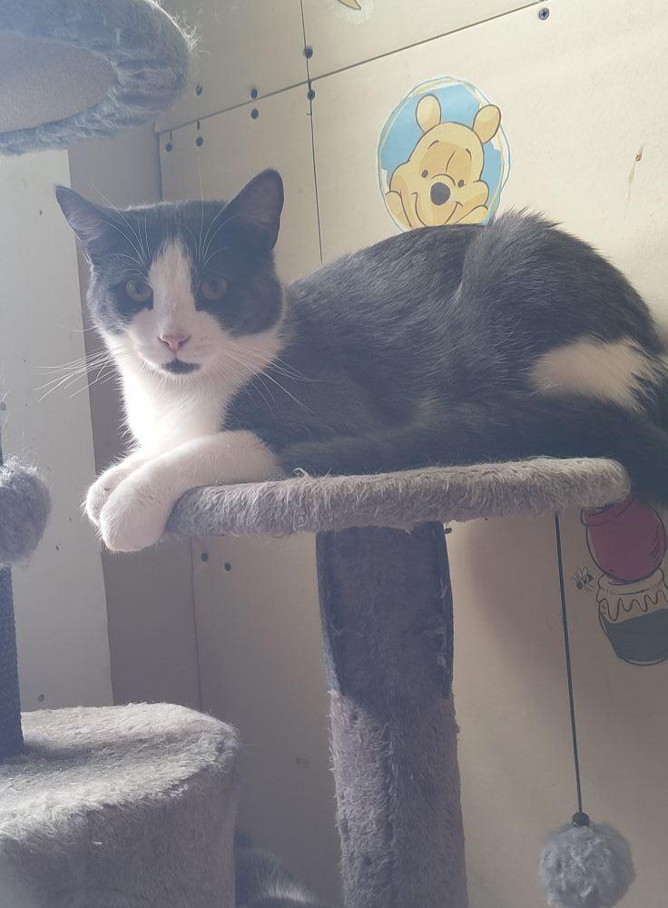 Enlarge Oak, a Adoptable Domestic Short Hair in Spencerville, ON image 1/4