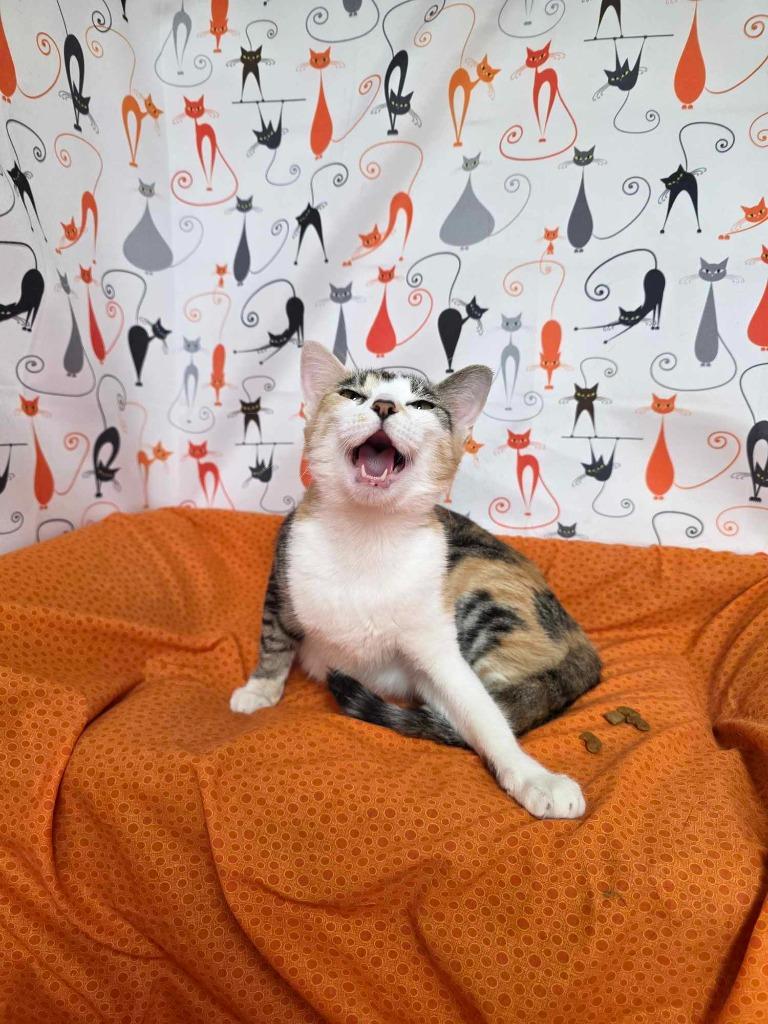 Emily (aka Miss Taken), Adoptable, Adult Female Domestic Short Hair.