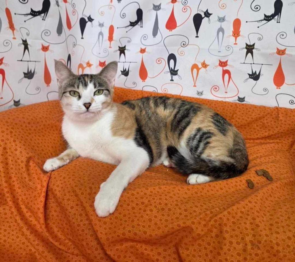 Enlarge Emily (aka Miss Taken), a Adoptable mixed breed in Cumberland, ME image 2/6