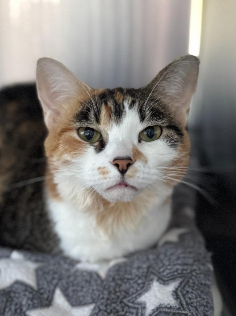 Enlarge Emily (aka Miss Taken), a Adoptable mixed breed in Cumberland, ME image 3/6