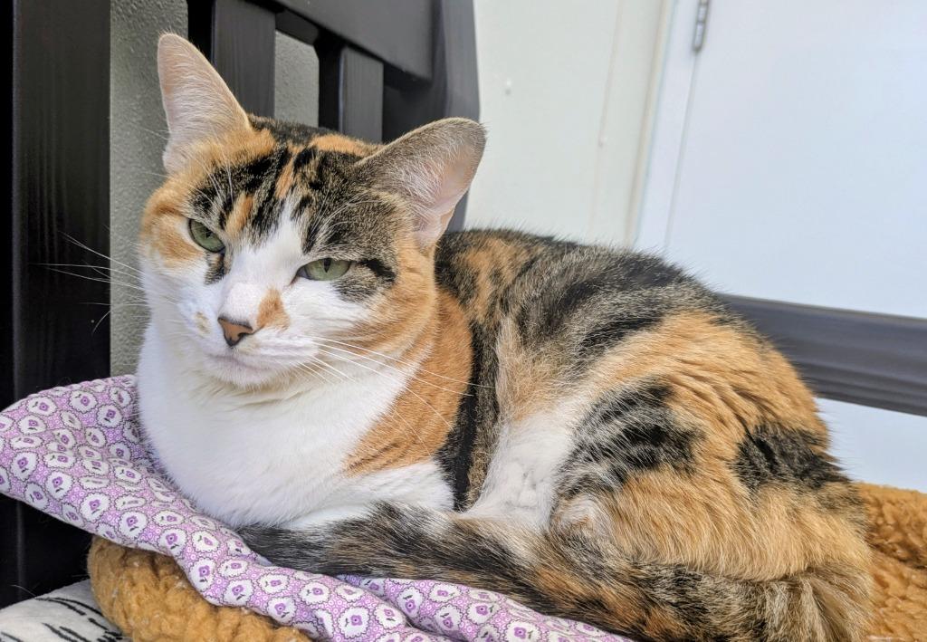 Enlarge Emily (aka Miss Taken), a Adoptable mixed breed in Cumberland, ME image 4/6