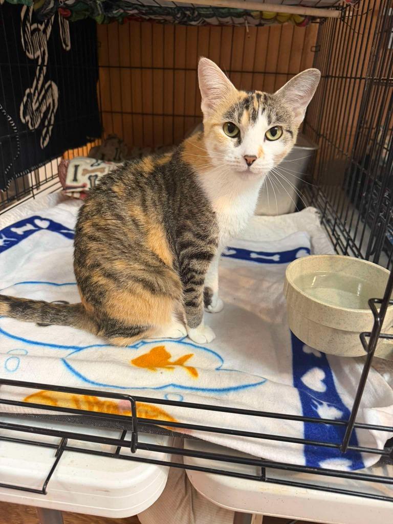 Enlarge Emily (aka Miss Taken), a Adoptable mixed breed in Cumberland, ME image 5/6