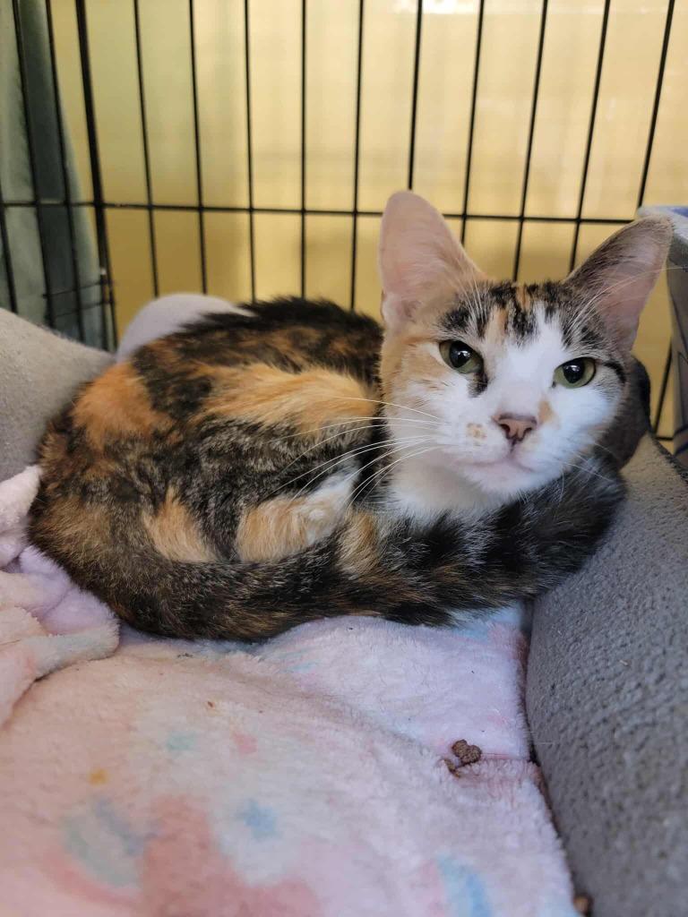 Enlarge Emily (aka Miss Taken), a Adoptable mixed breed in Cumberland, ME image 6/6