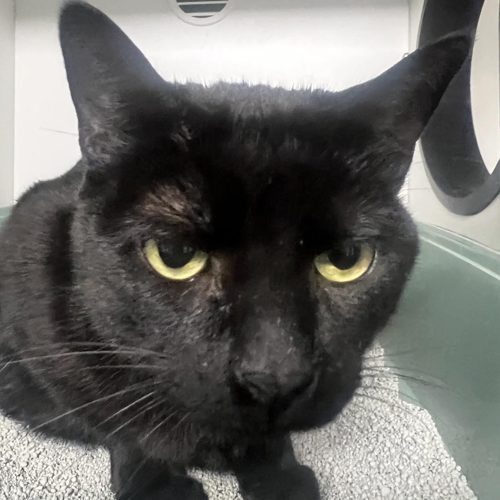 Fern, Adoptable, Senior Female Domestic Short Hair.