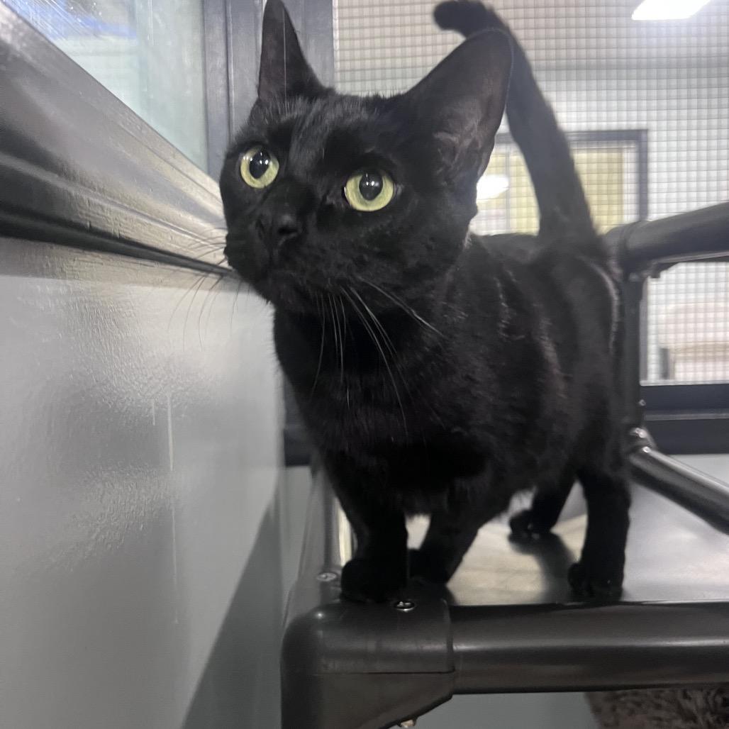 Enlarge Fern, a Adoptable Domestic Short Hair in Waynesville, NC image 2/5