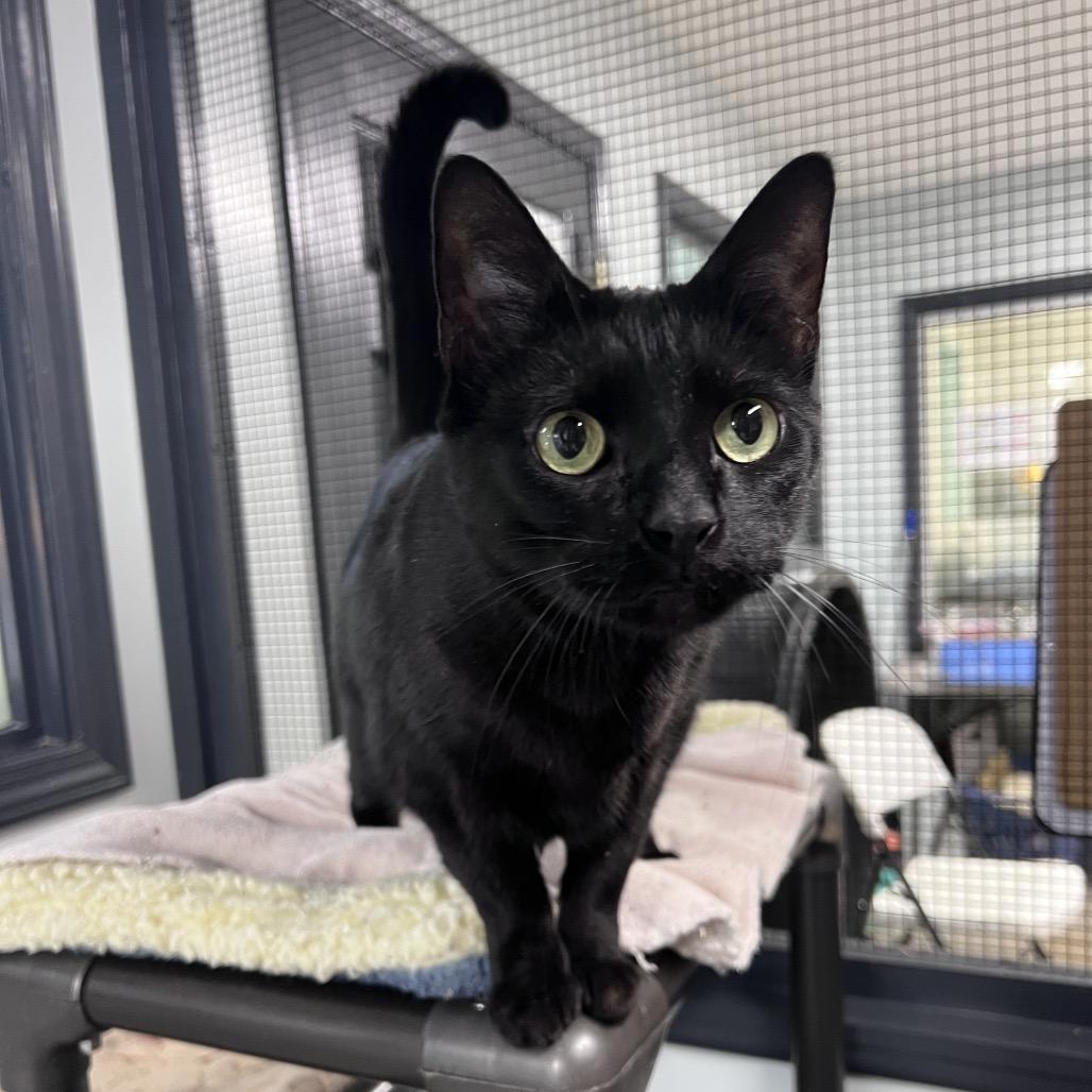 Enlarge Fern, a Adoptable Domestic Short Hair in Waynesville, NC image 3/5