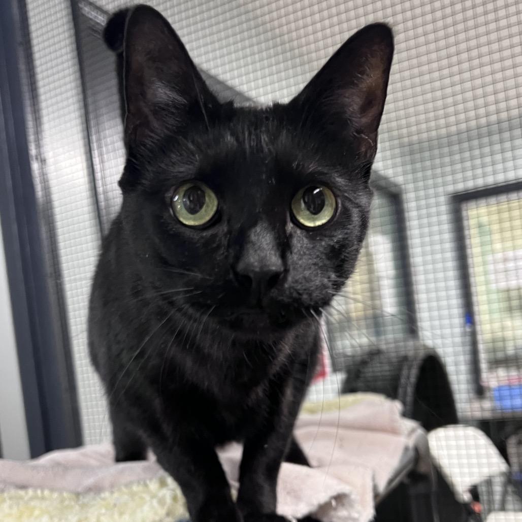 Enlarge Fern, a Adoptable Domestic Short Hair in Waynesville, NC image 4/5