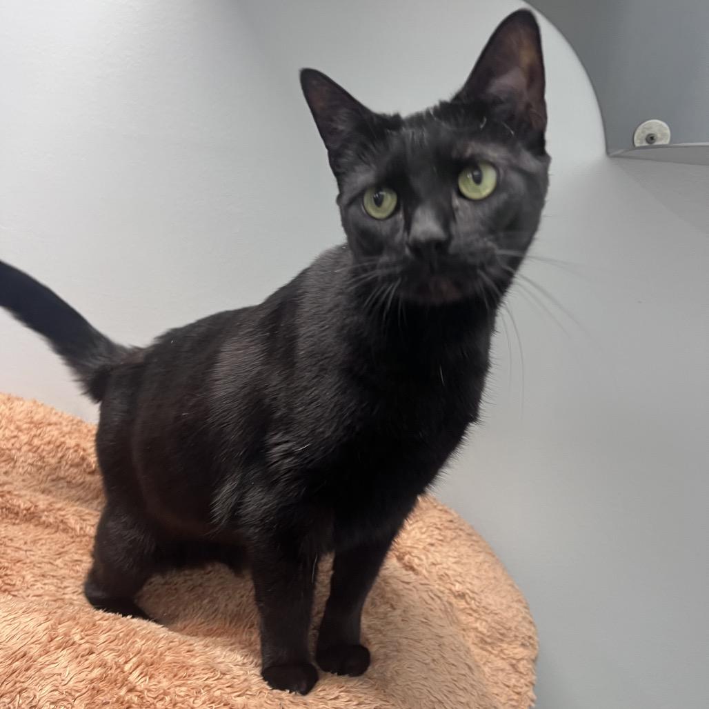 Enlarge Fern, a Adoptable Domestic Short Hair in Waynesville, NC image 5/5