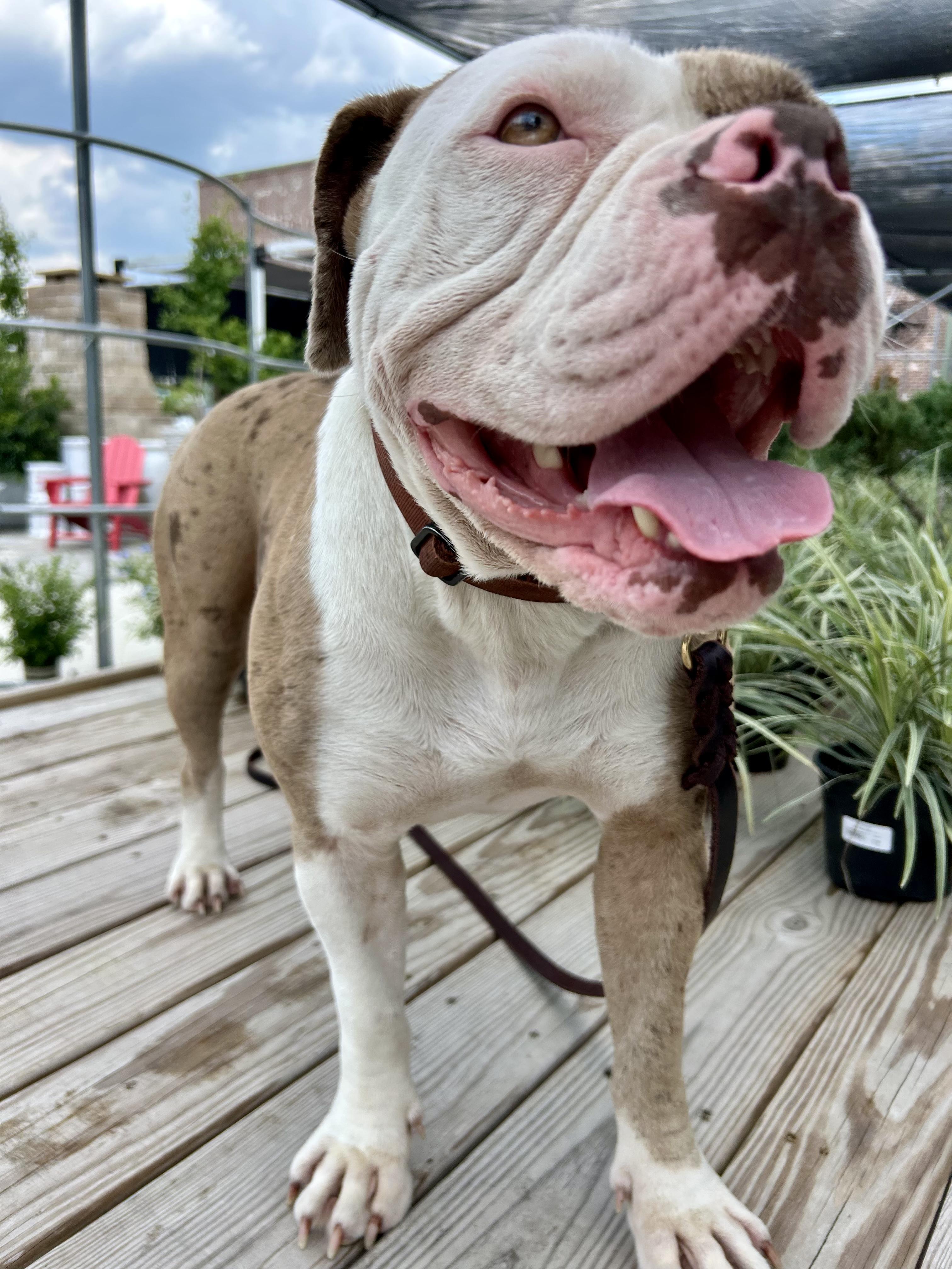 Bernadette, Adoptable, Young Female English Bulldog & American Bulldog.