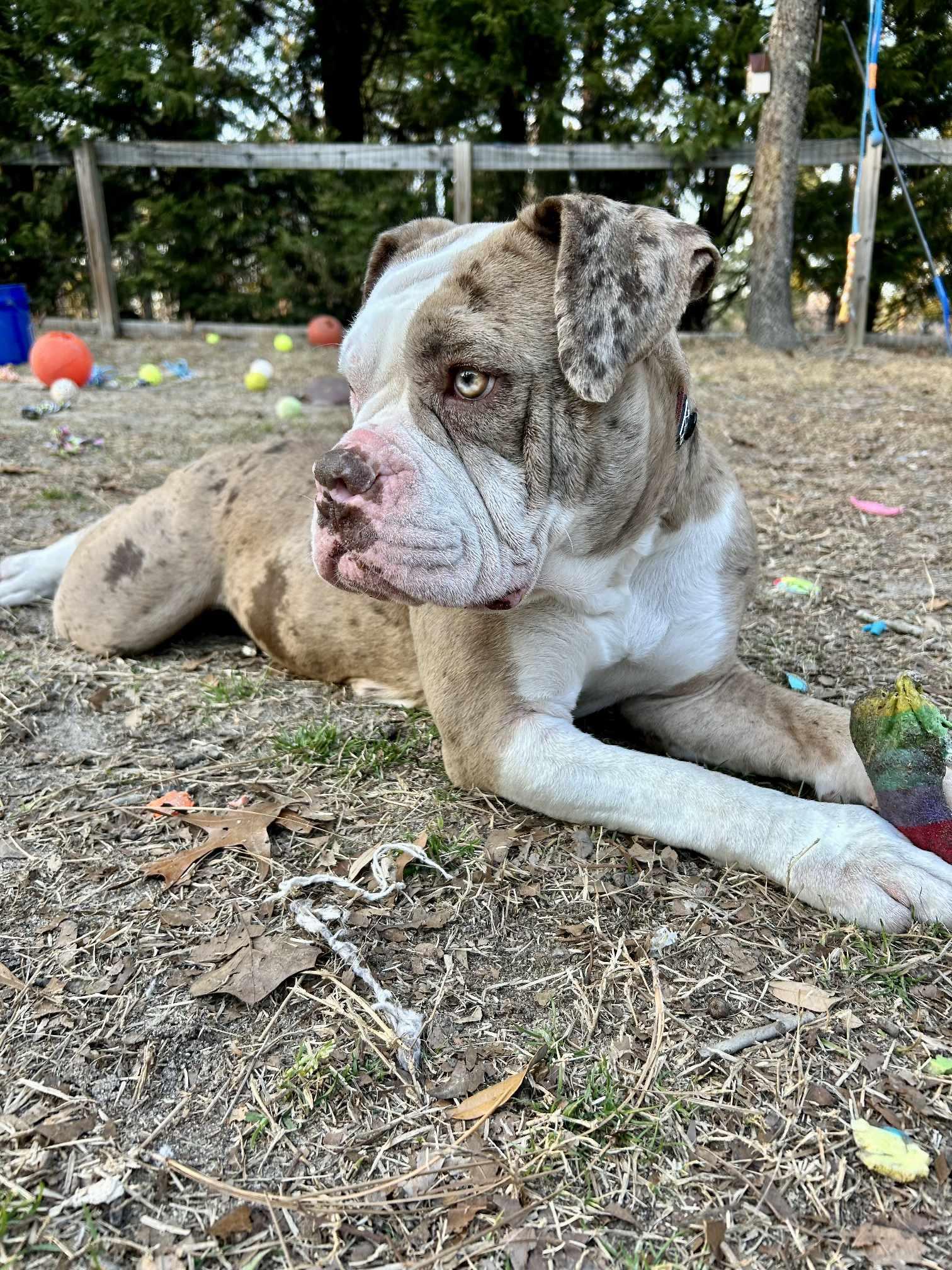 Enlarge Bernadette, a Adoptable mixed breed in Southern Pines, NC image 4/6