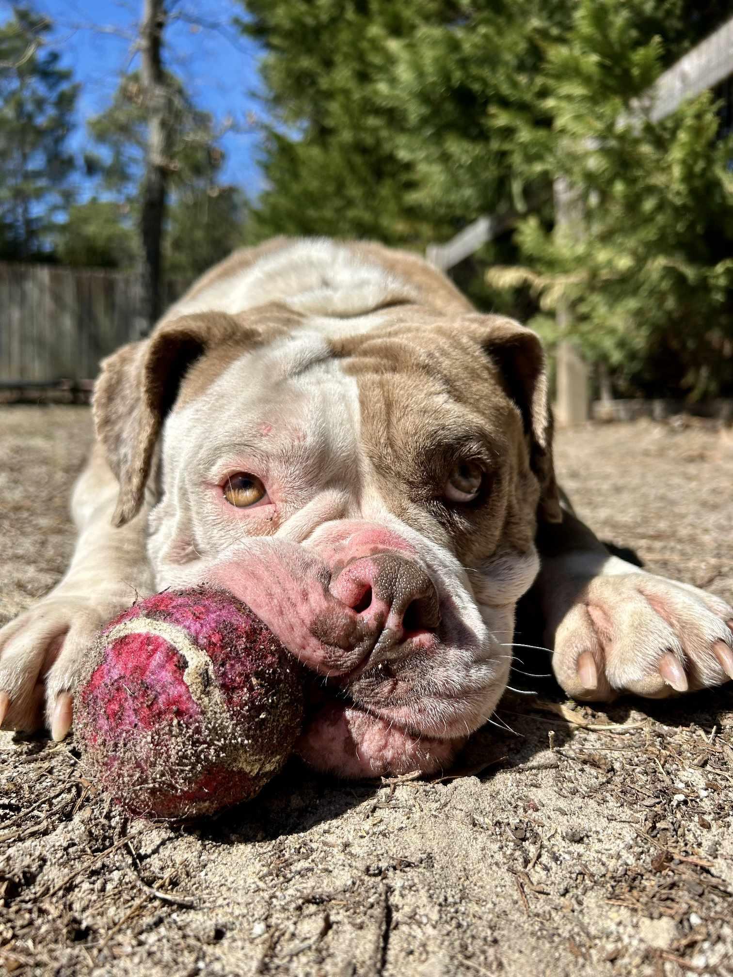 Enlarge Bernadette, a Adoptable mixed breed in Southern Pines, NC image 5/6