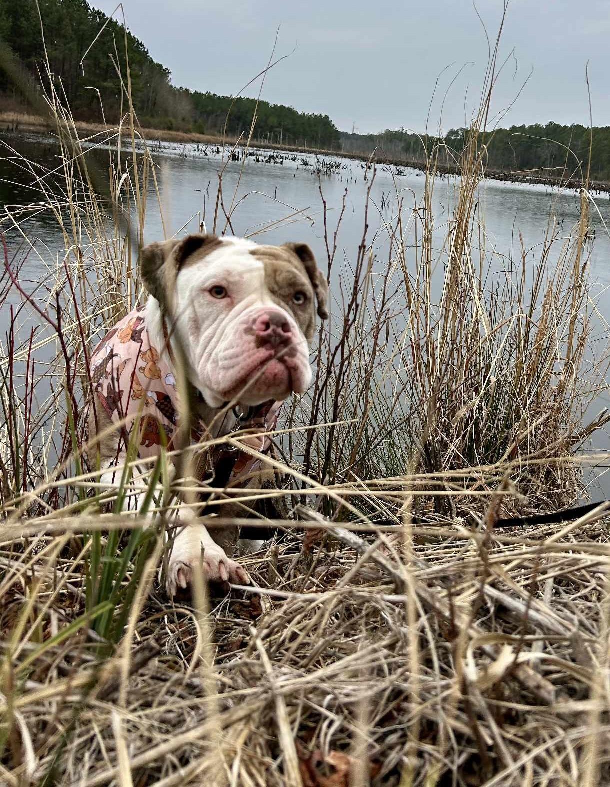 Enlarge Bernadette, a Adoptable mixed breed in Southern Pines, NC image 6/6