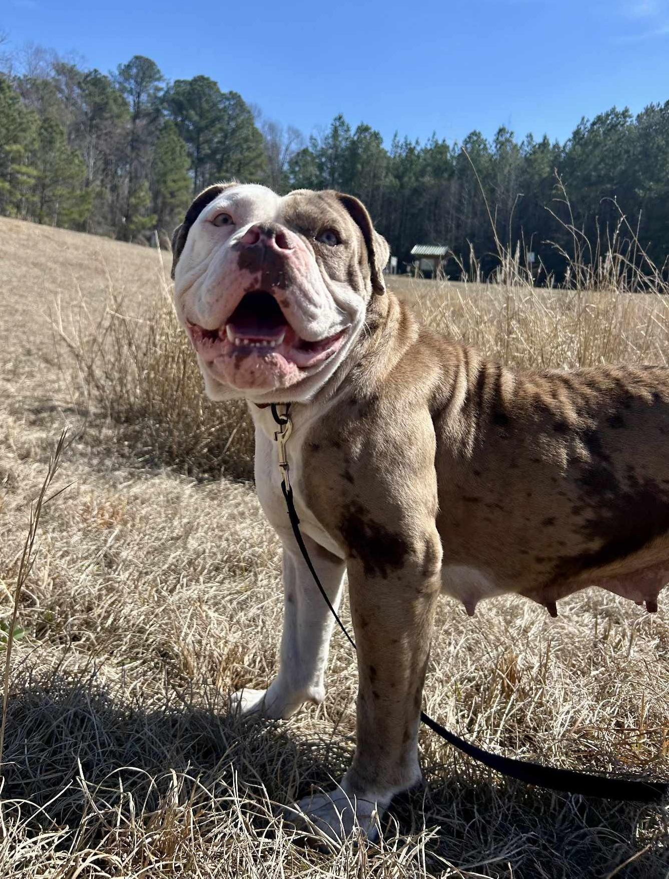 Enlarge Bernadette, a Adoptable mixed breed in Southern Pines, NC image 3/6