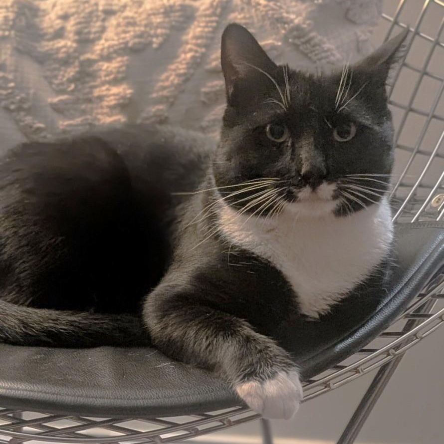 Enlarge Bryce, a Adoptable Domestic Short Hair in West Orange, NJ image 1/5