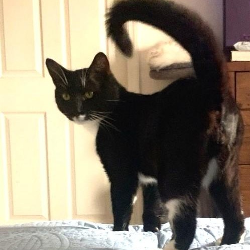 Enlarge Bryce, a Adoptable Domestic Short Hair in West Orange, NJ image 5/5