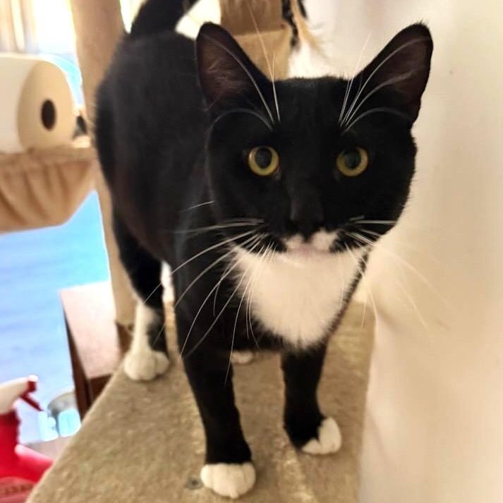 Enlarge Bryce, a Adoptable Domestic Short Hair in West Orange, NJ image 4/5