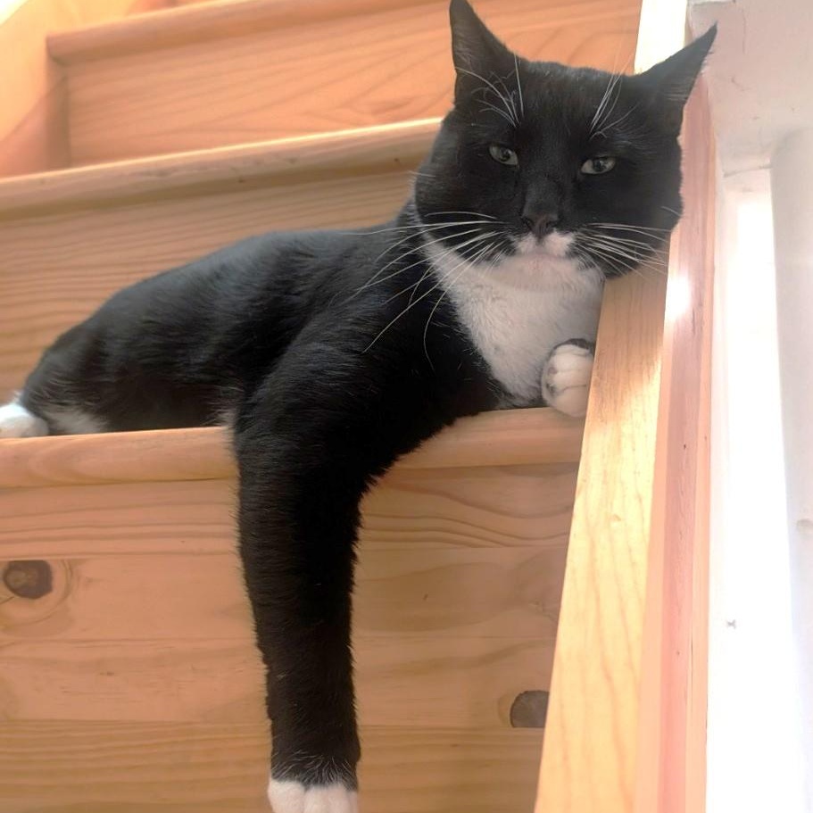 Enlarge Bryce, a Adoptable Domestic Short Hair in West Orange, NJ image 2/5