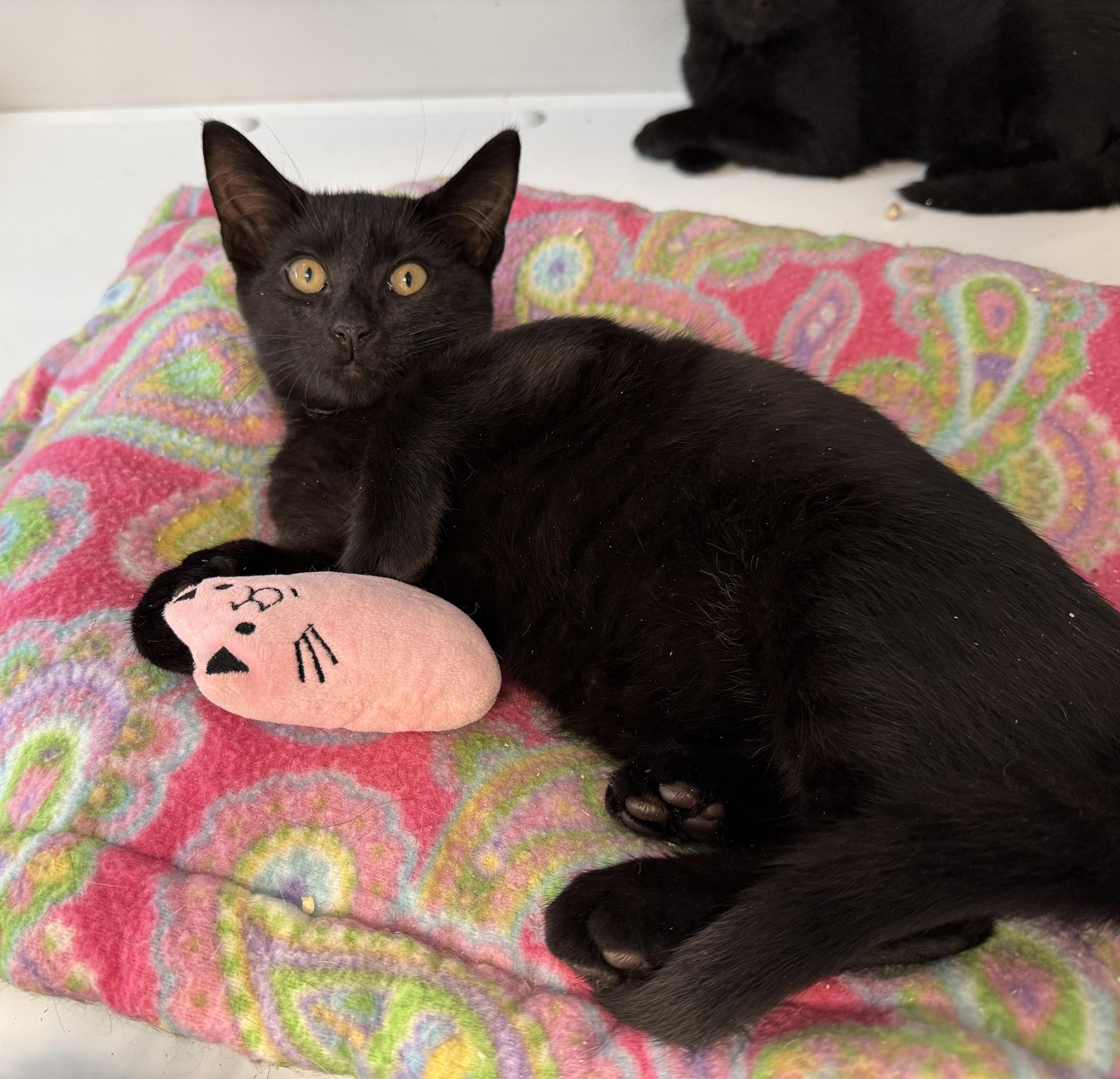 Enlarge LITTLE SPITFIRES, Sassy and Salty, a Adoptable mixed breed in Clayville, RI image 2/6
