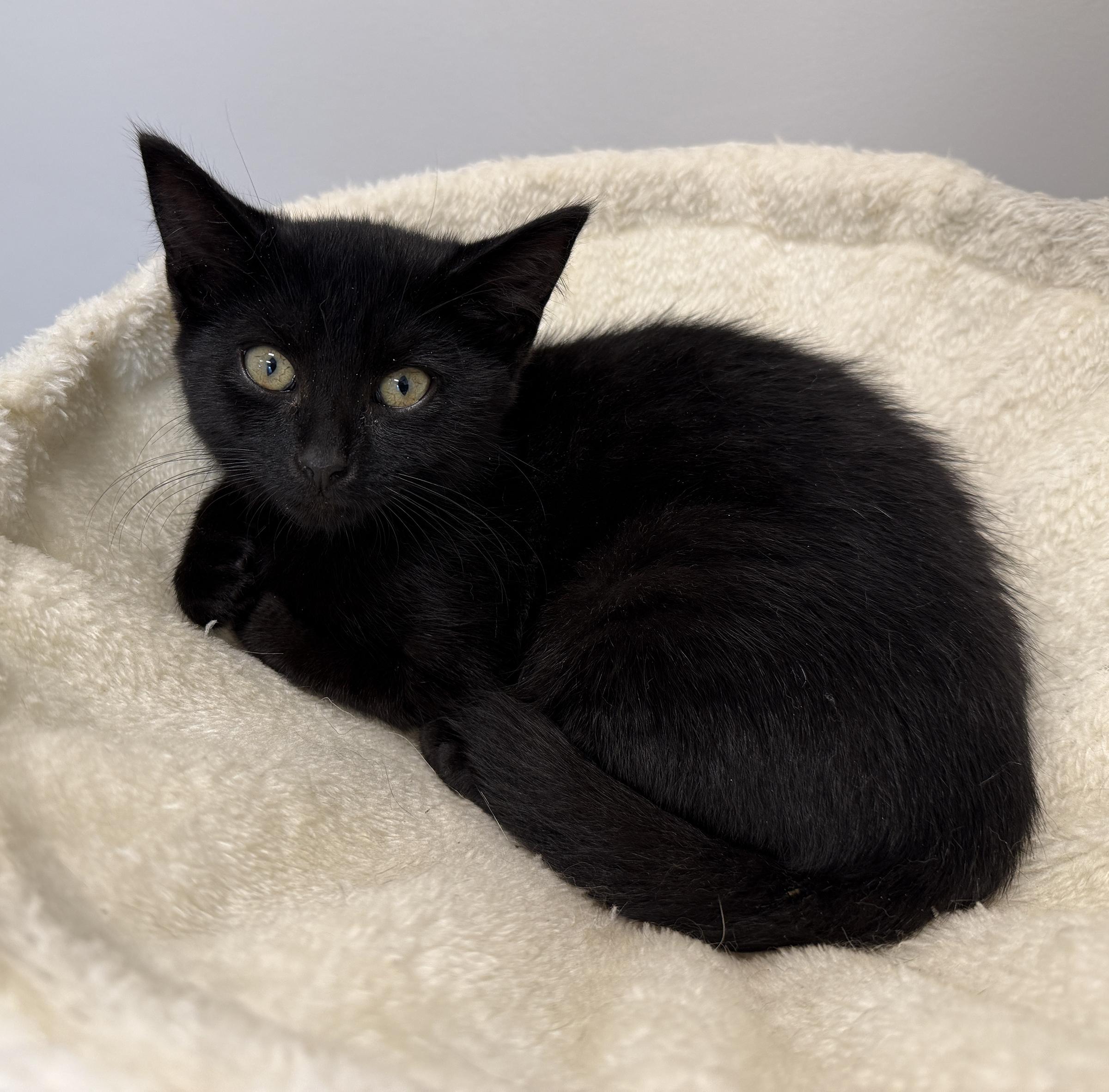 LITTLE SPITFIRES, Sassy and Salty, Adoptable, Kitten Male Domestic Short Hair.
