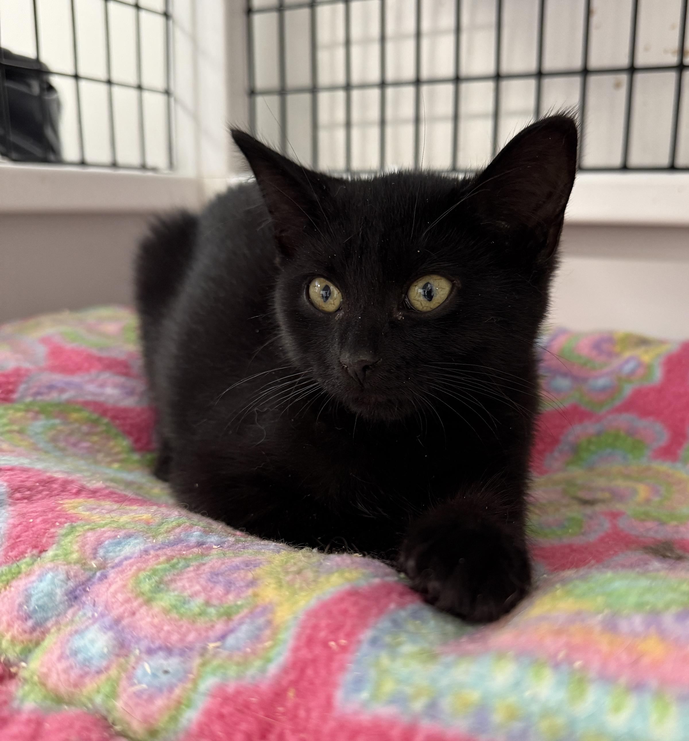 Enlarge LITTLE SPITFIRES, Sassy and Salty, a Adoptable mixed breed in Clayville, RI image 4/6