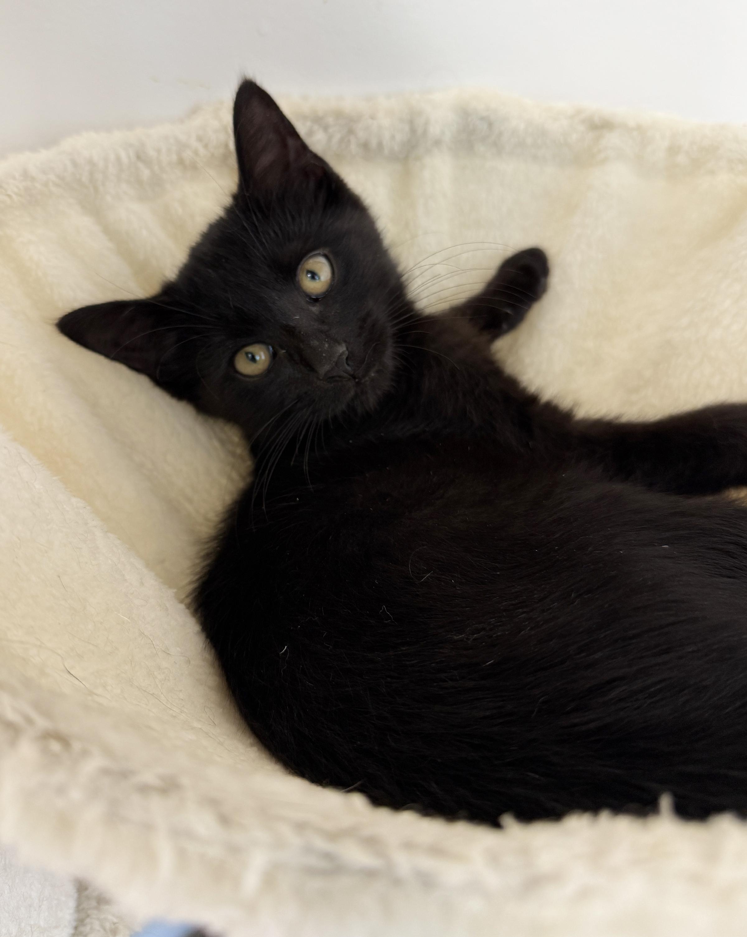 Enlarge LITTLE SPITFIRES, Sassy and Salty, a Adoptable mixed breed in Clayville, RI image 5/6