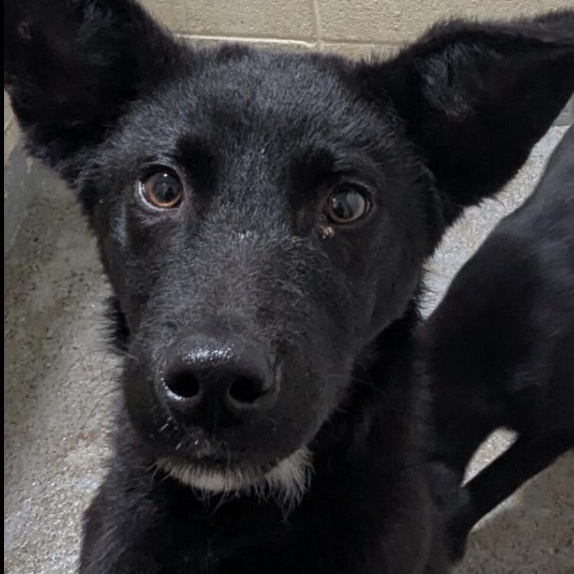 Enlarge Timber, a ADOPTABLE mixed breed in Hollister, MO image 1/2