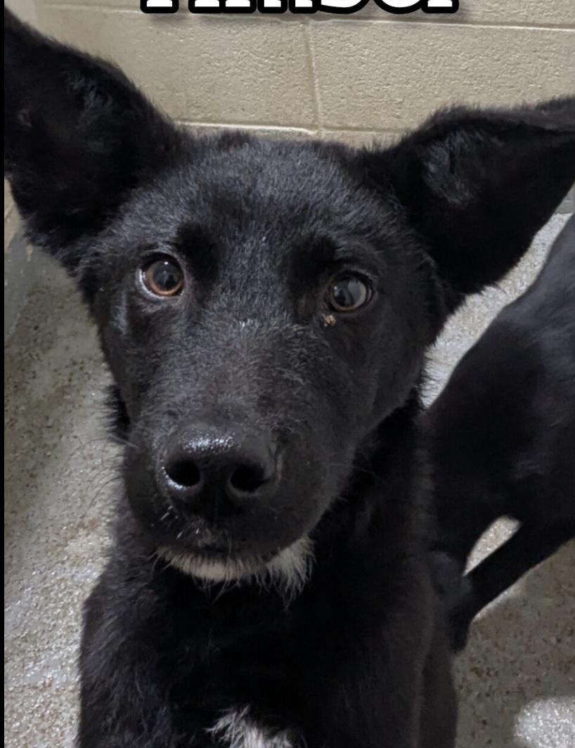 Enlarge Timber, a ADOPTABLE mixed breed in Hollister, MO image 2/2