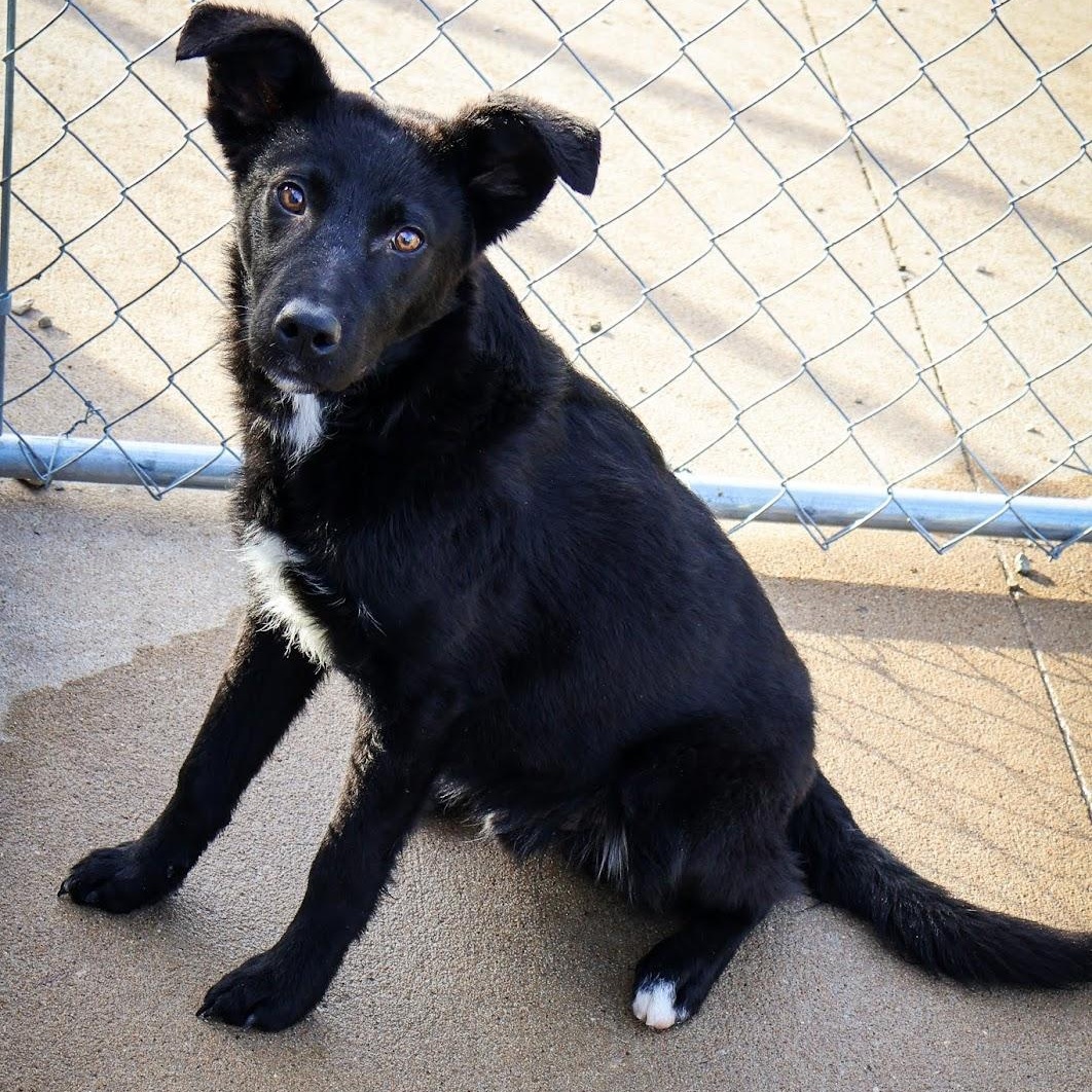 Timber, ADOPTABLE, Puppy Male Black Labrador Retriever.