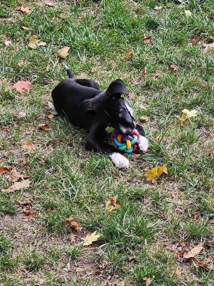 Prince, Adoptable, Puppy Male Labrador Retriever.