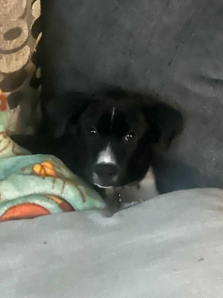 Enlarge Prince, a Adoptable mixed breed in Amherst, NY image 2/5