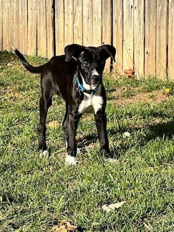 Enlarge Prince, a Adoptable mixed breed in Amherst, NY image 3/5