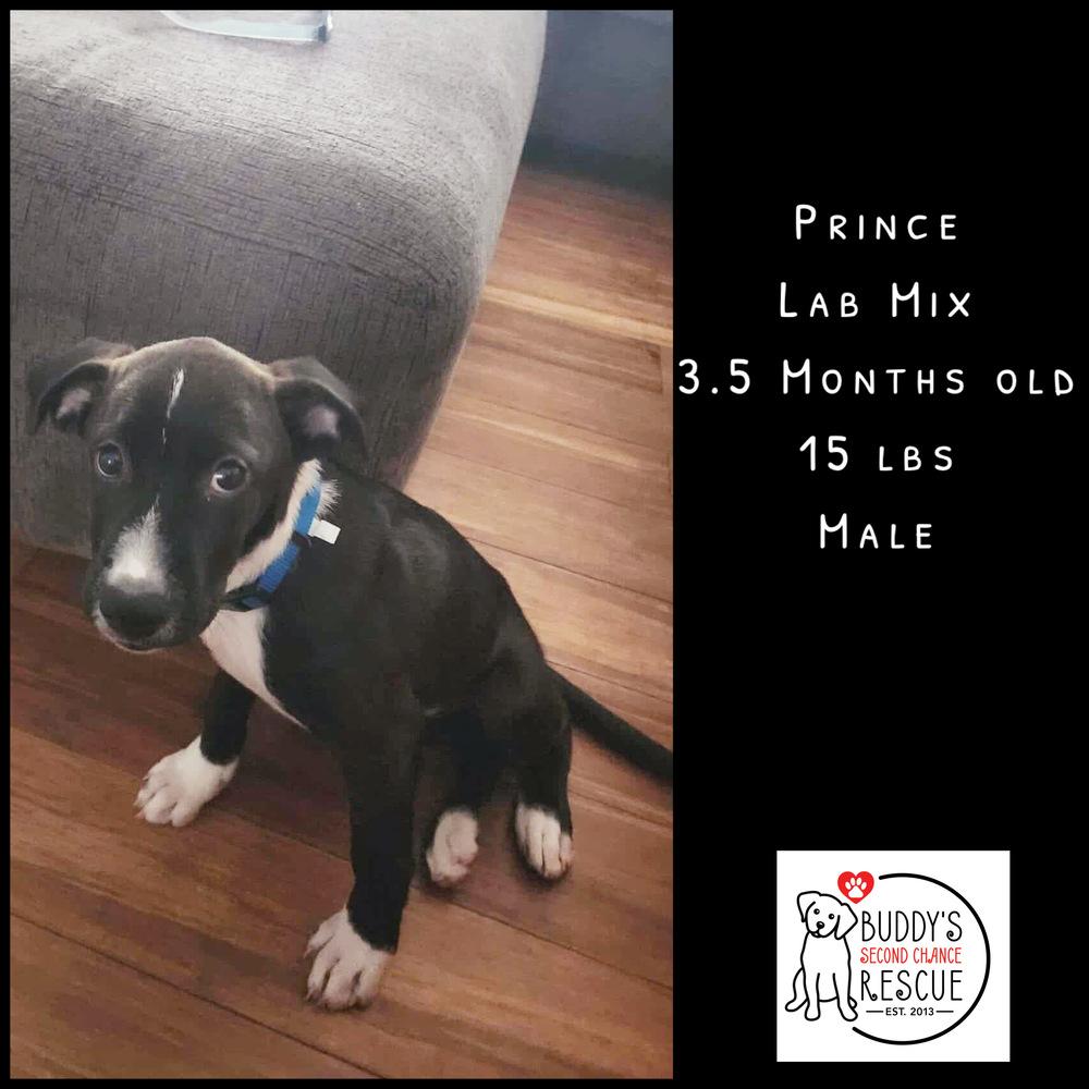 Enlarge Prince, a Adoptable mixed breed in Amherst, NY image 4/5