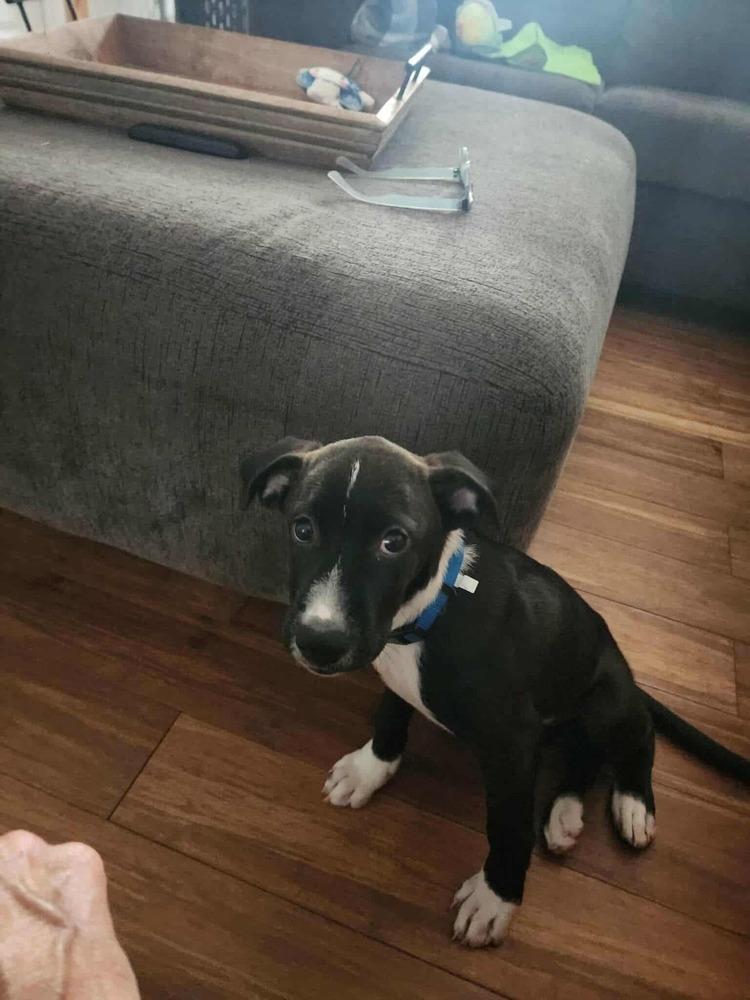 Enlarge Prince, a Adoptable mixed breed in Amherst, NY image 5/5