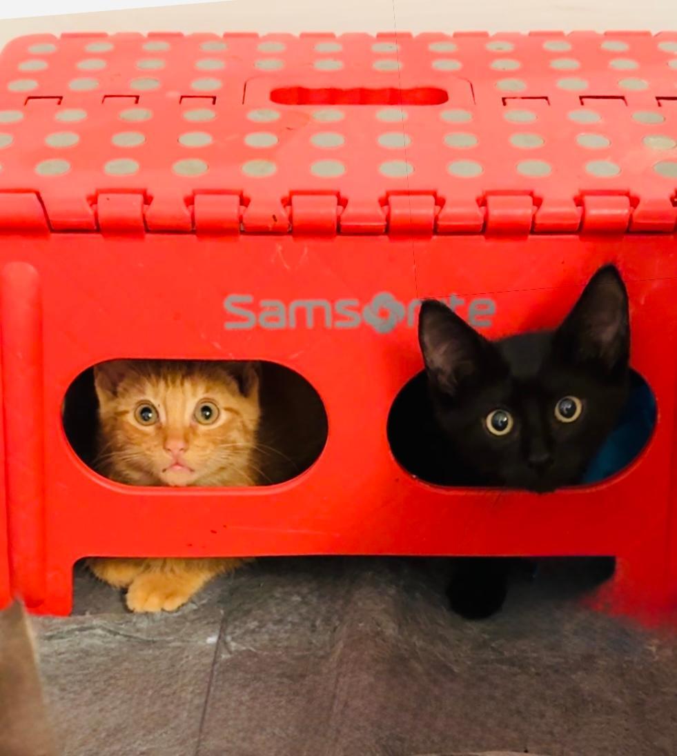 Rustle & Blaze - BONDED