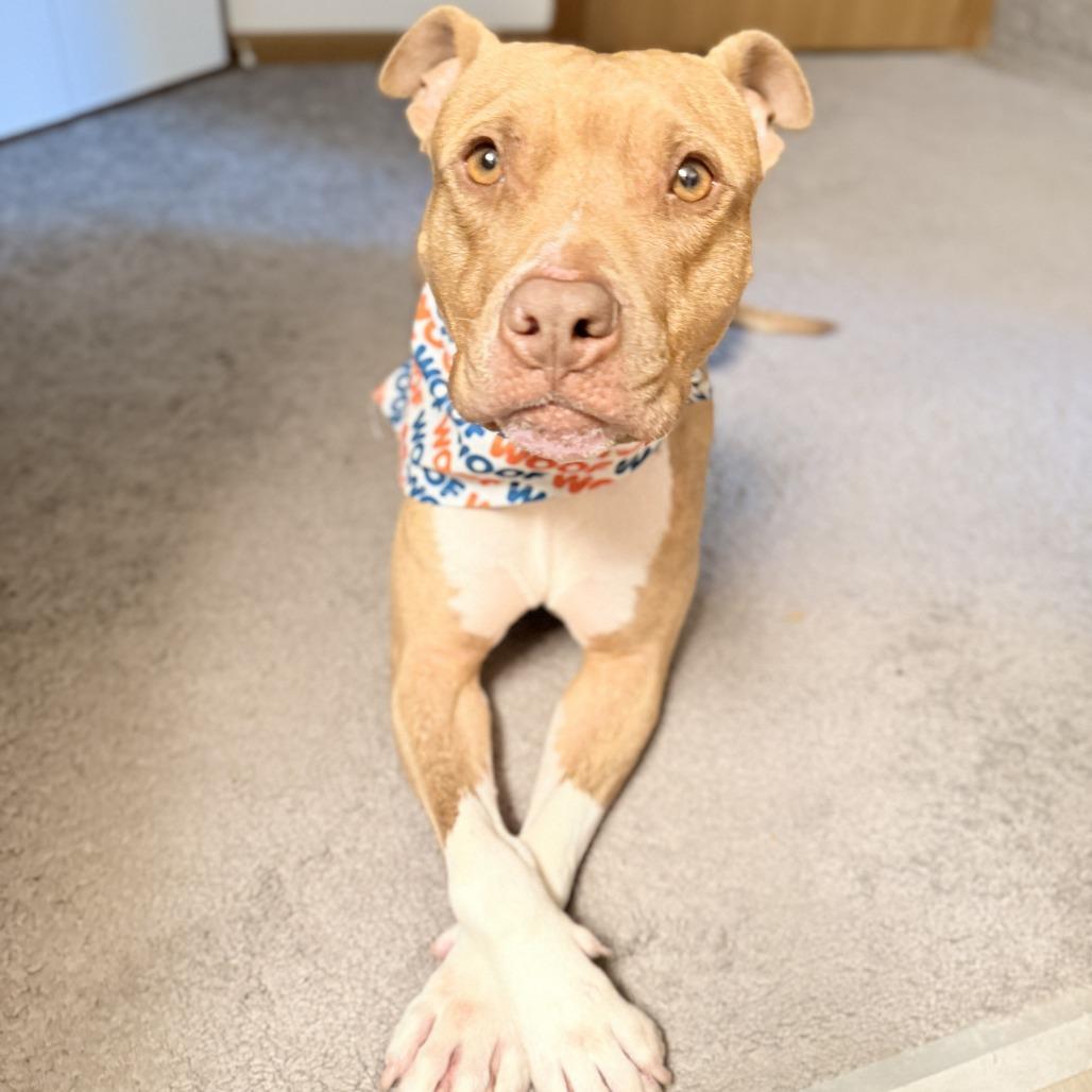 Chance, Adoptable, Adult Male Pit Bull Terrier & Mixed Breed.