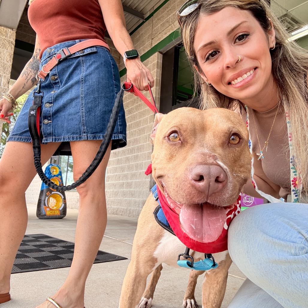 Enlarge Chance, a Adoptable mixed breed in Milwaukee, WI image 2/6