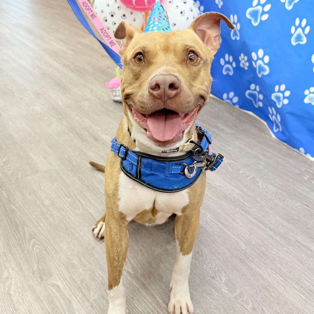 Enlarge Chance, a Adoptable mixed breed in Milwaukee, WI image 3/6