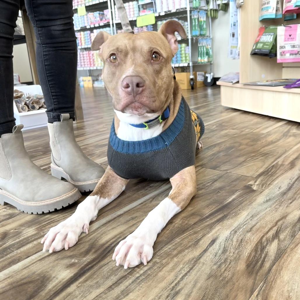 Enlarge Chance, a Adoptable mixed breed in Milwaukee, WI image 4/6