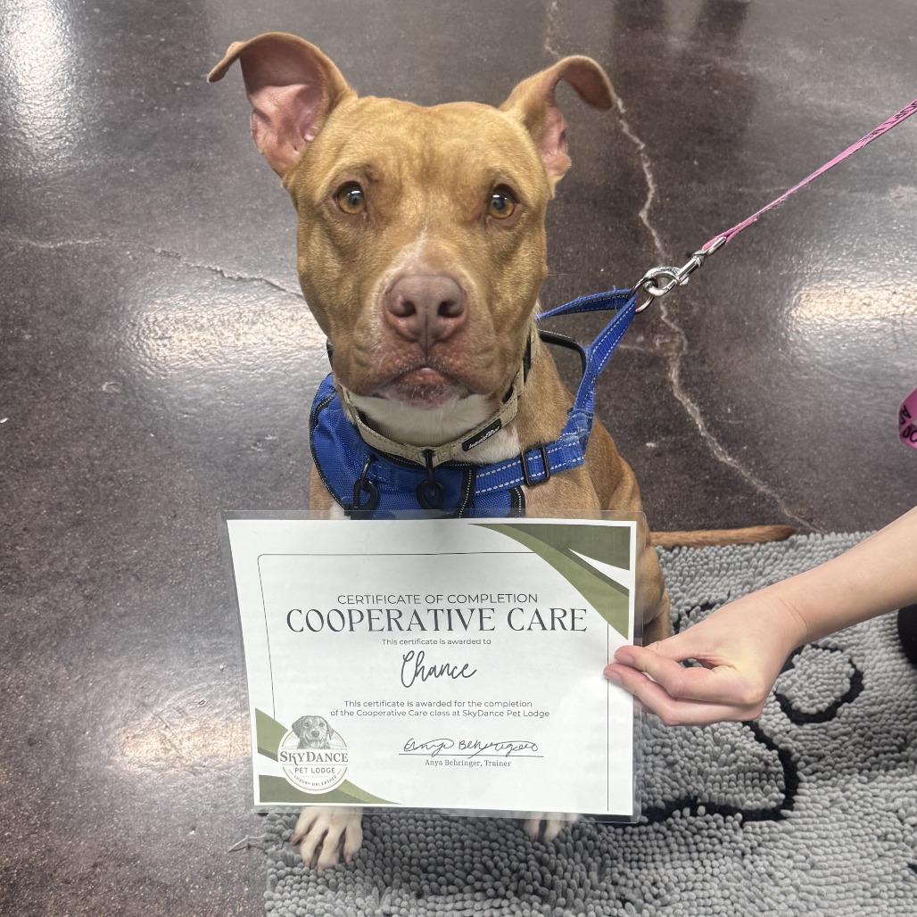 Enlarge Chance, a Adoptable mixed breed in Milwaukee, WI image 5/6