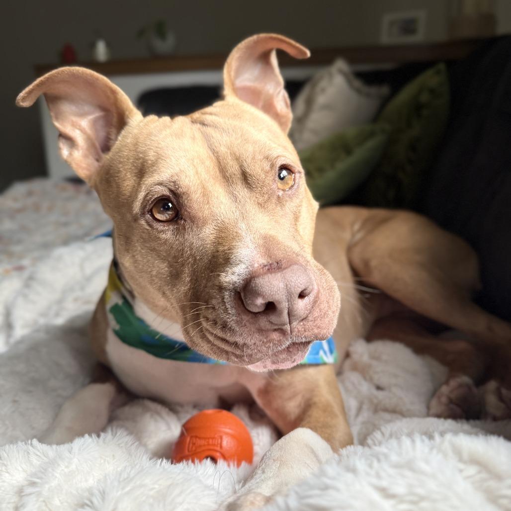 Enlarge Chance, a Adoptable mixed breed in Milwaukee, WI image 6/6