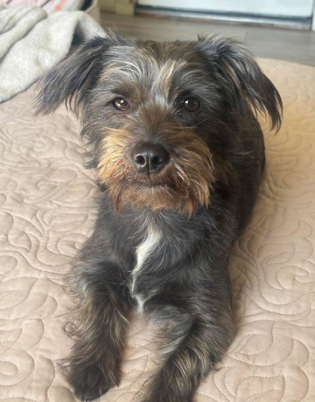 Enlarge Sigourney Woofer, a ADOPTABLE mixed breed in Thousand Oaks, CA image 2/4