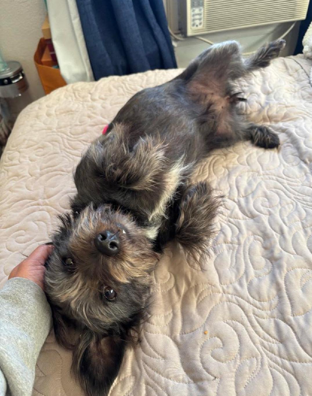 Sigourney Woofer, ADOPTABLE, Adult Female Schnauzer & Terrier.