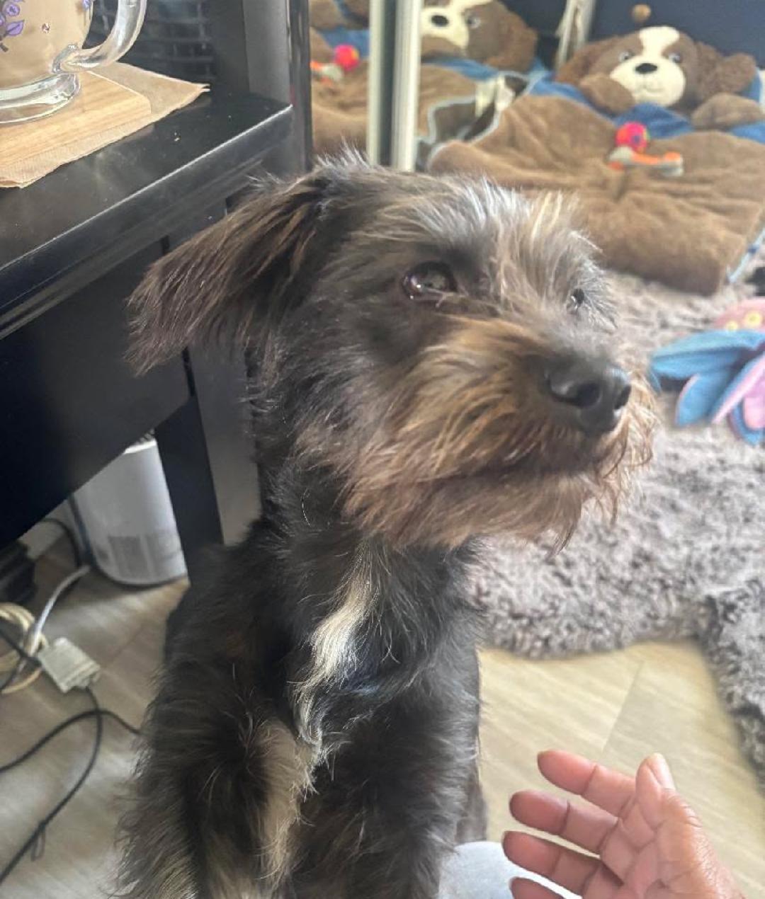 Enlarge Sigourney Woofer, a ADOPTABLE mixed breed in Thousand Oaks, CA image 4/4