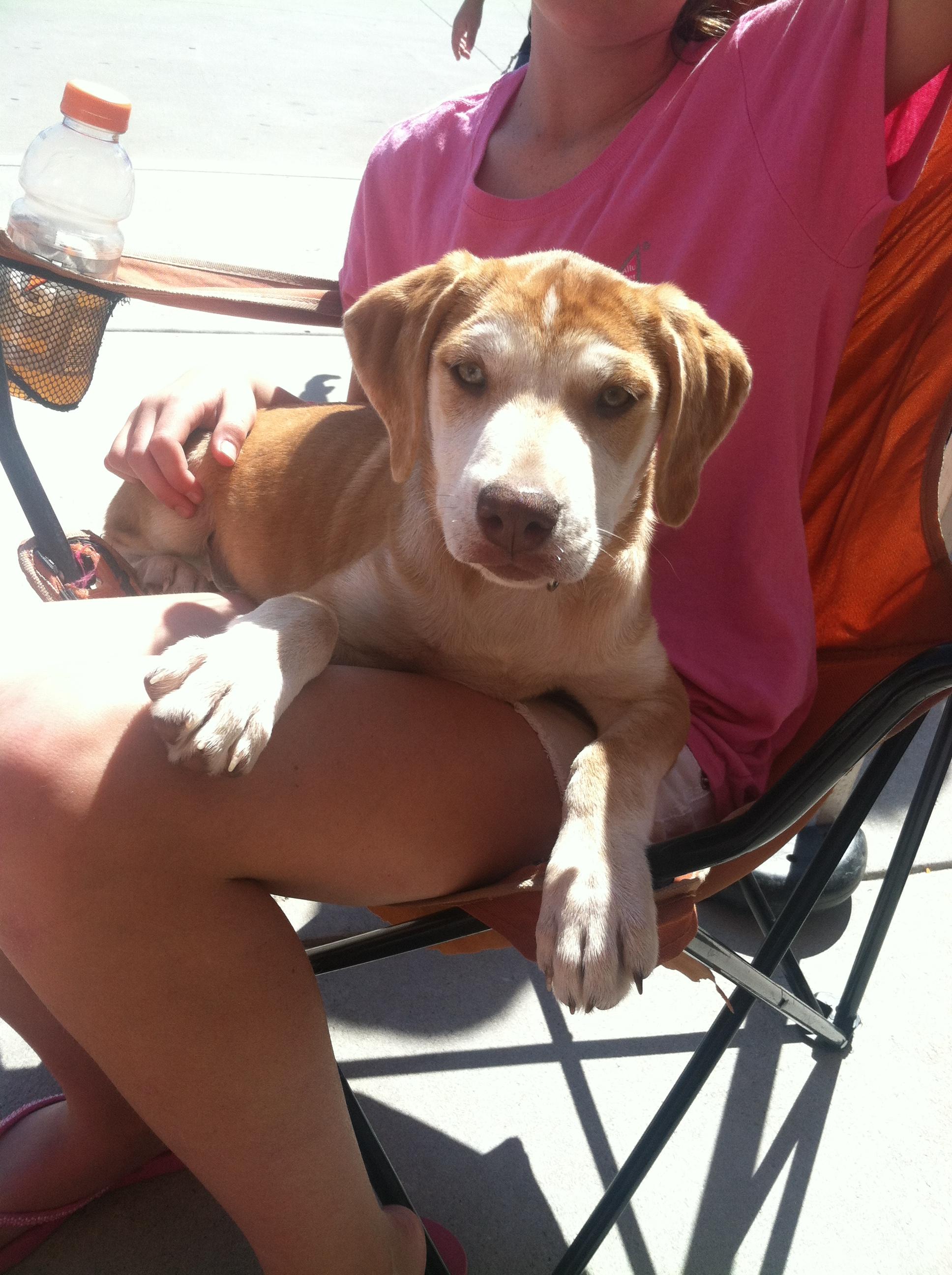 Tula, a Adoptable mixed breed in Plano, TX image 1/5